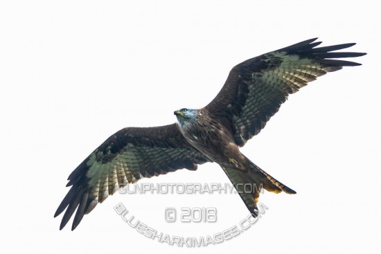 CXL2018-14689.jpg CCXL 2018 R8 - Whipsnade Common (19) 