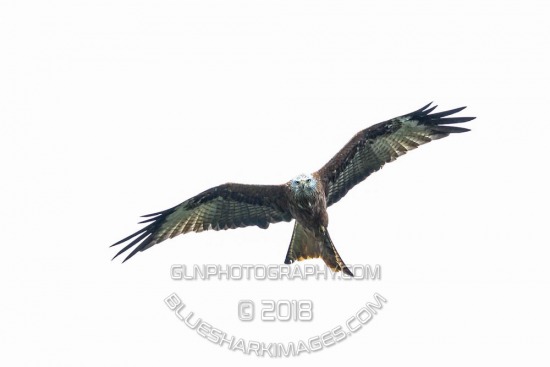 CXL2018-14683.jpg CCXL 2018 R8 - Whipsnade Common (19) 